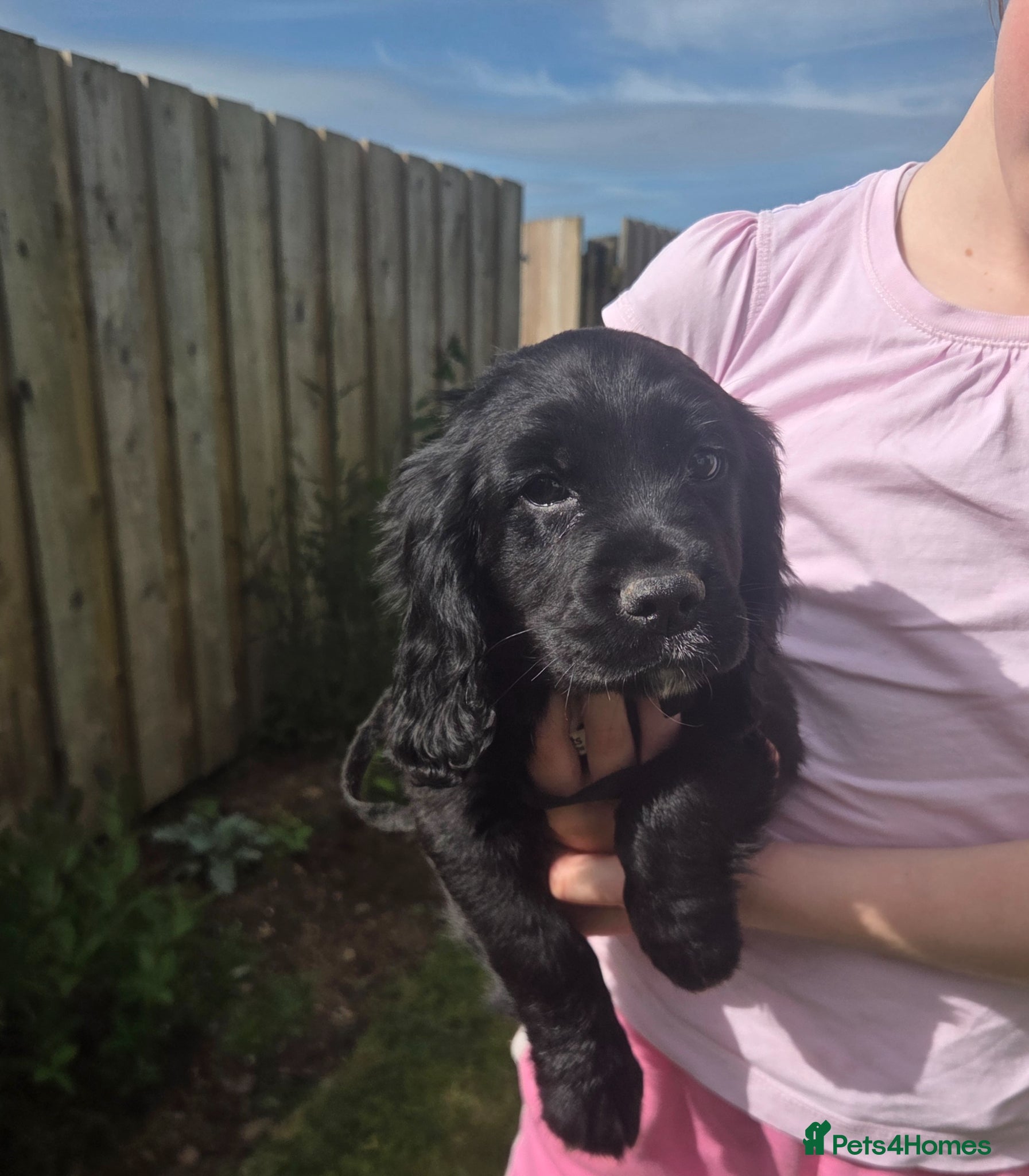 Cocker Spaniel dogs Beautiful Bitch Cocker Spaniel - Advert 1
