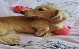 Miniature Dachshund dogs for stud: Beautiful KC Mini Long.H Full Eng. Cream Stud 🤍🐾 - Image 17