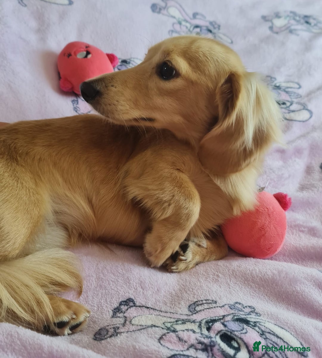 Miniature Dachshund dogs for stud: Beautiful KC Mini Long.H Full Eng. Cream Stud 🤍🐾 - Image 17
