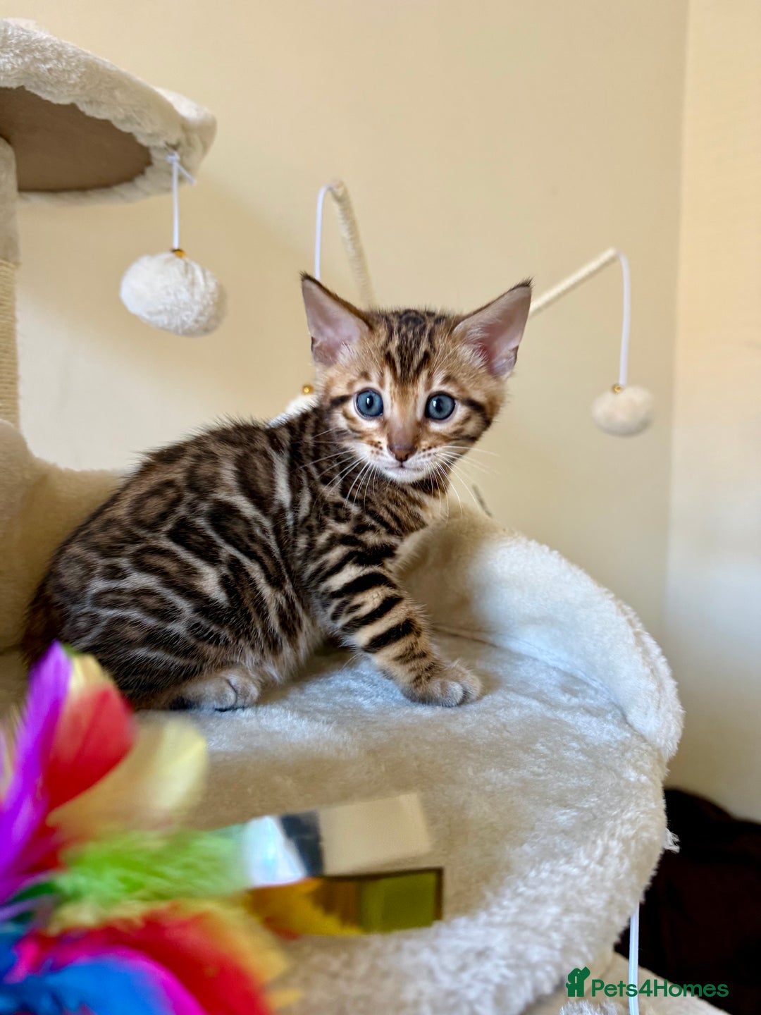 Bengal cats for sale: Bengal kittens  - Image 9