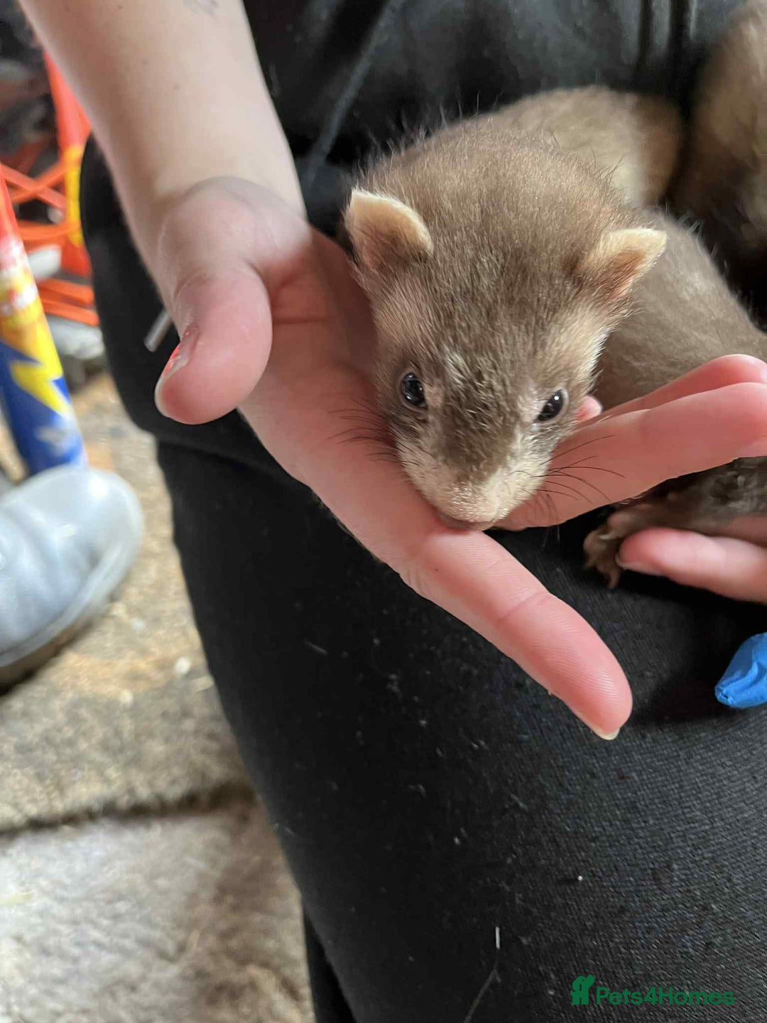 Ferret rodents for sale: Light coloured ferret kits - Image 2