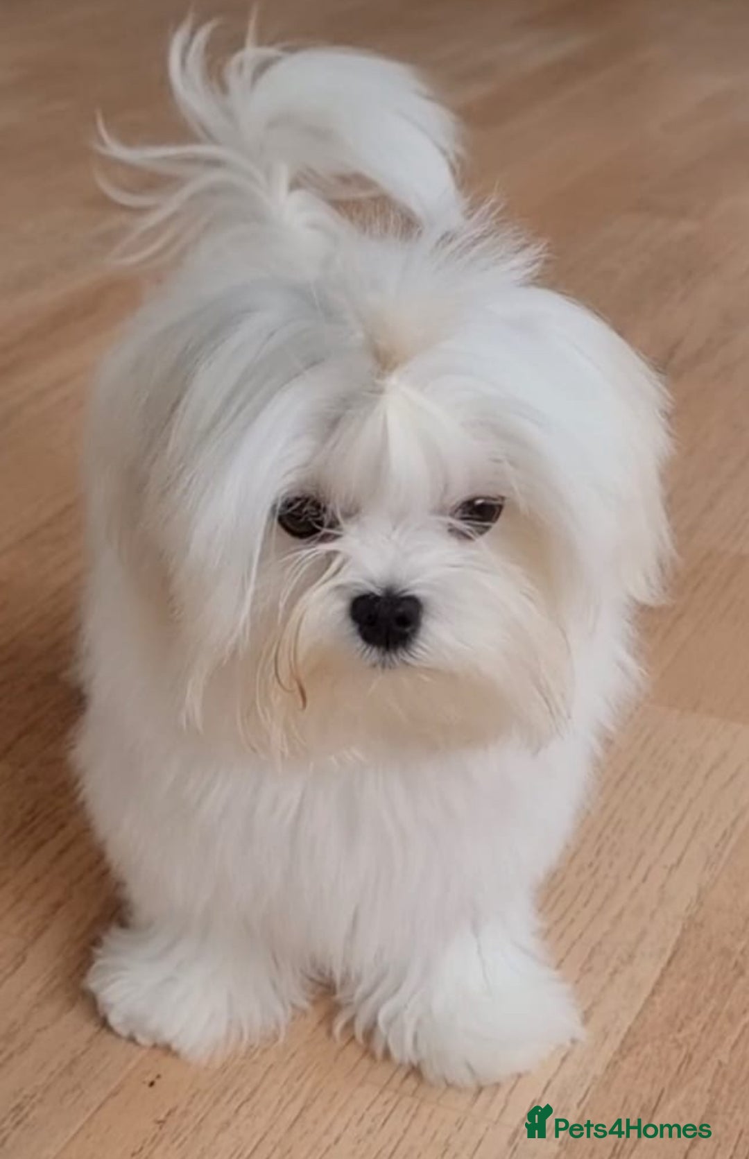 Maltese dogs for sale: Tiny Korean Maltese Boys - Advert 28