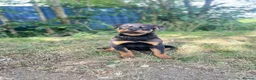 Rottweiler dogs for sale: Last Boy Rottweiler Puppy For Sale - Advert 8