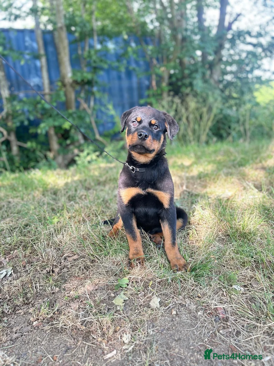 Rottweiler dogs for sale: Last Boy Rottweiler Puppy For Sale - Advert 8