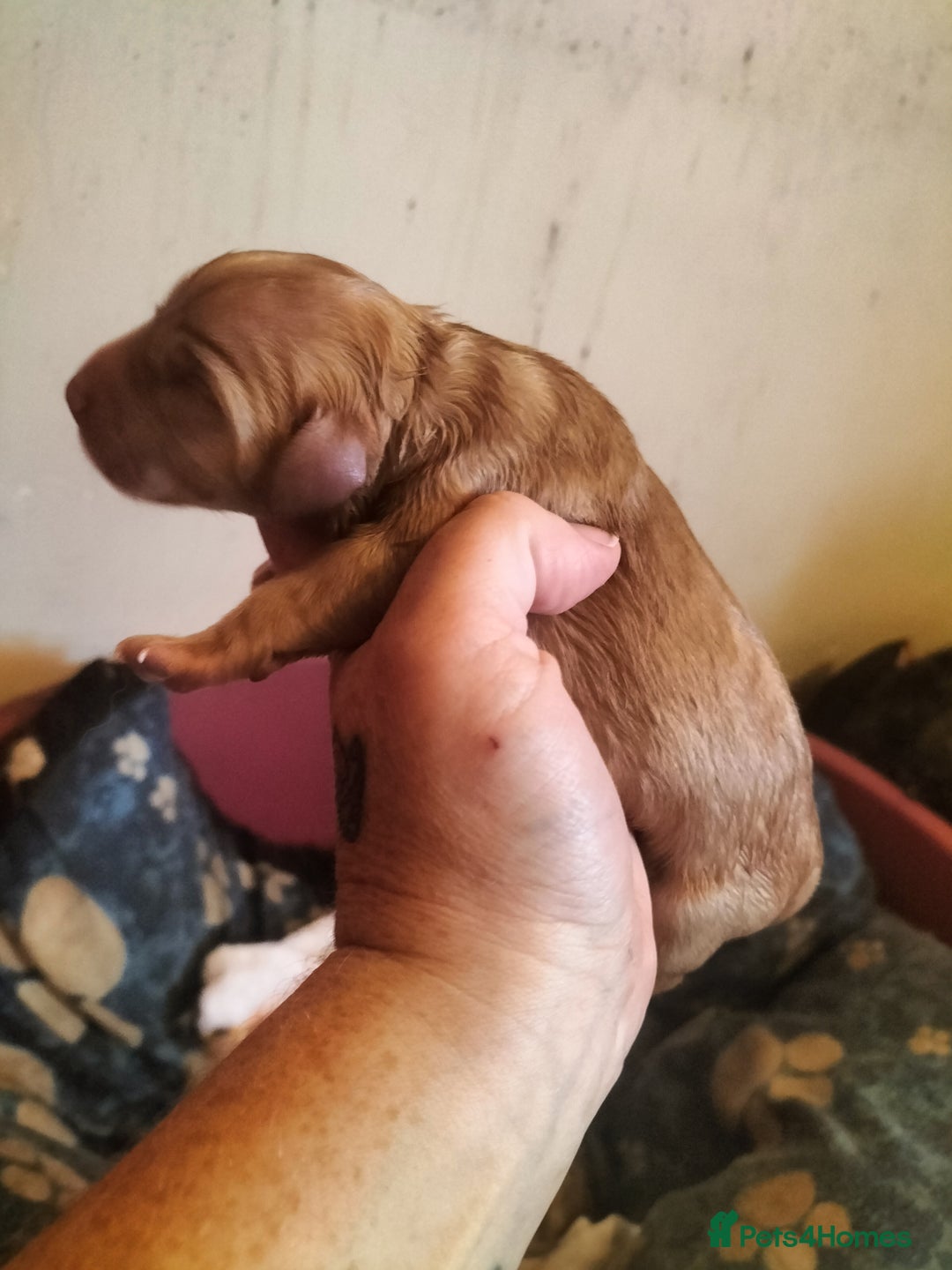 Labradoodle dogs for sale: Beautiful labradoodle puppies for sale  - Advert 11