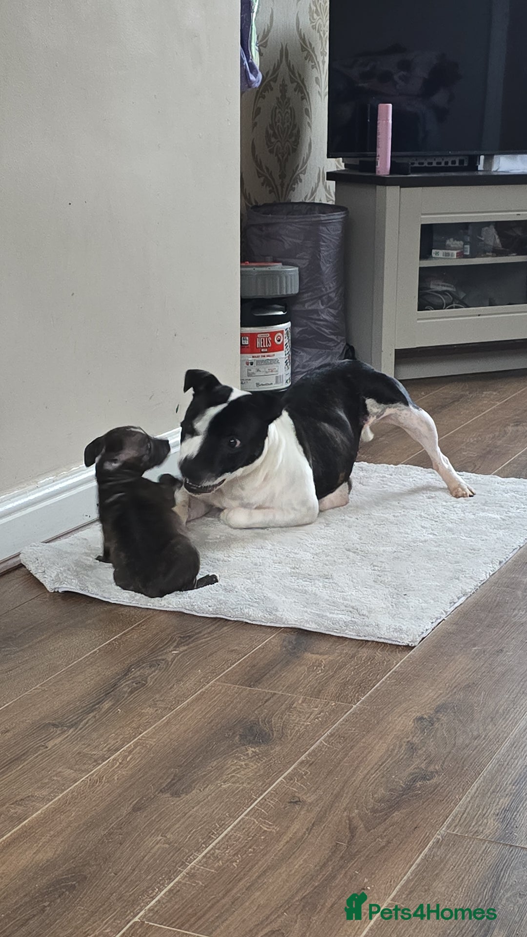 Staffordshire Bull Terrier dogs for sale: Female Staffies  - Image 11