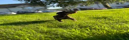 Dobermann dogs for sale: ❌ ready monday❌Health tested Dobermans not Kc reg  - Advert 8