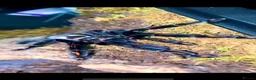 Tarantulas invertebrates for sale: Tarantulas looking for new homes in Wirral - Advert 3
