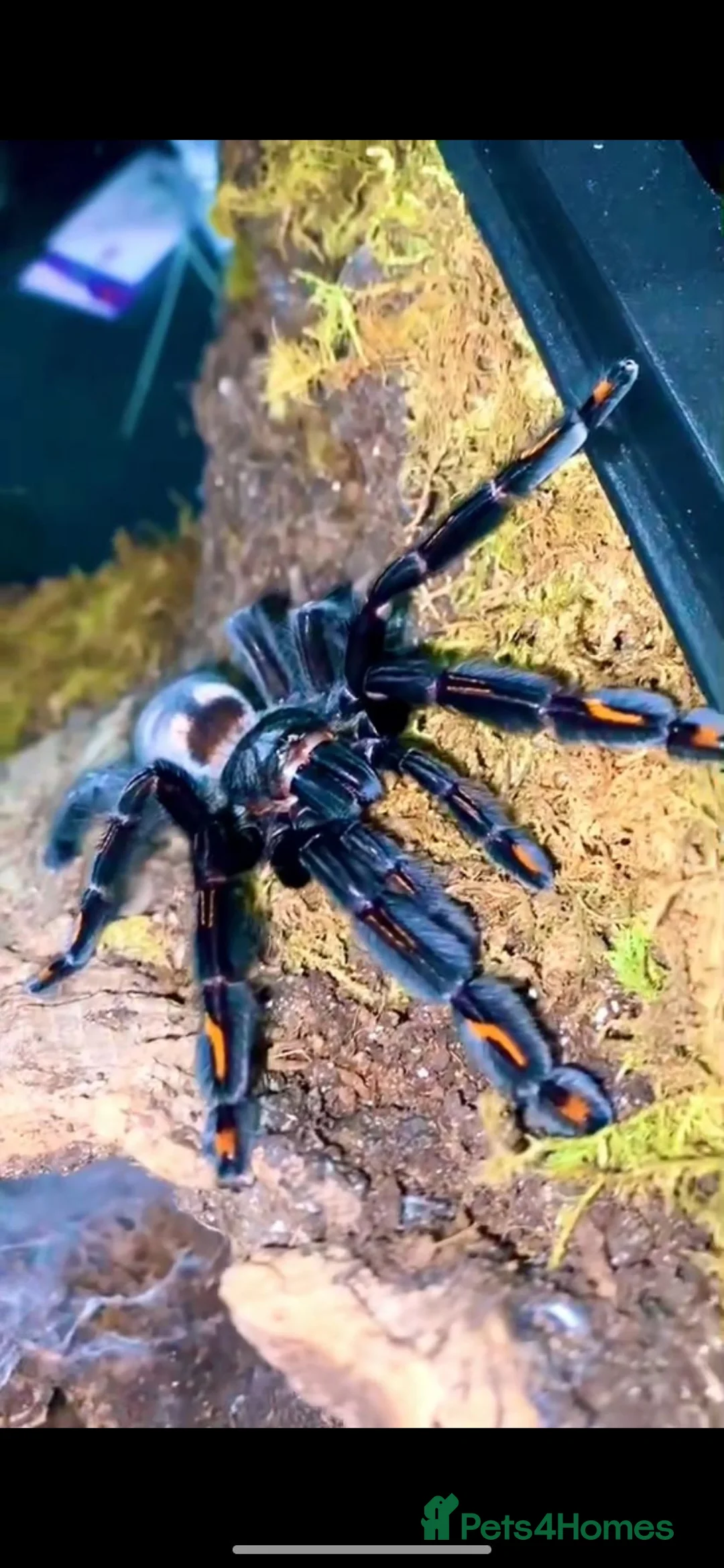 Tarantulas invertebrates for sale: Tarantulas looking for new homes in Wirral - Advert 3