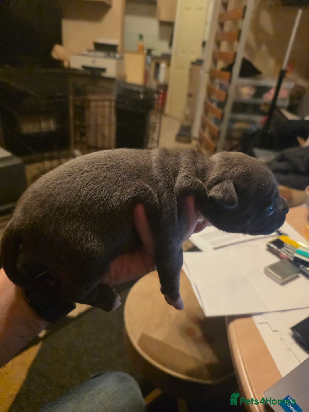 Staffordshire Bull Terrier dogs for sale: Blue Staffordshire Bull Terrier - Advert 17