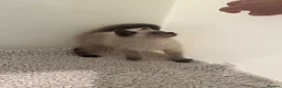 British Shorthair cats for sale: British Shorthair Colour Point - Advert 7