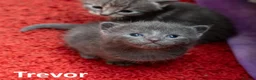 Mixed Breed cats for sale: 2 Affectionate British Shorthair Cross Kittens - Advert 3