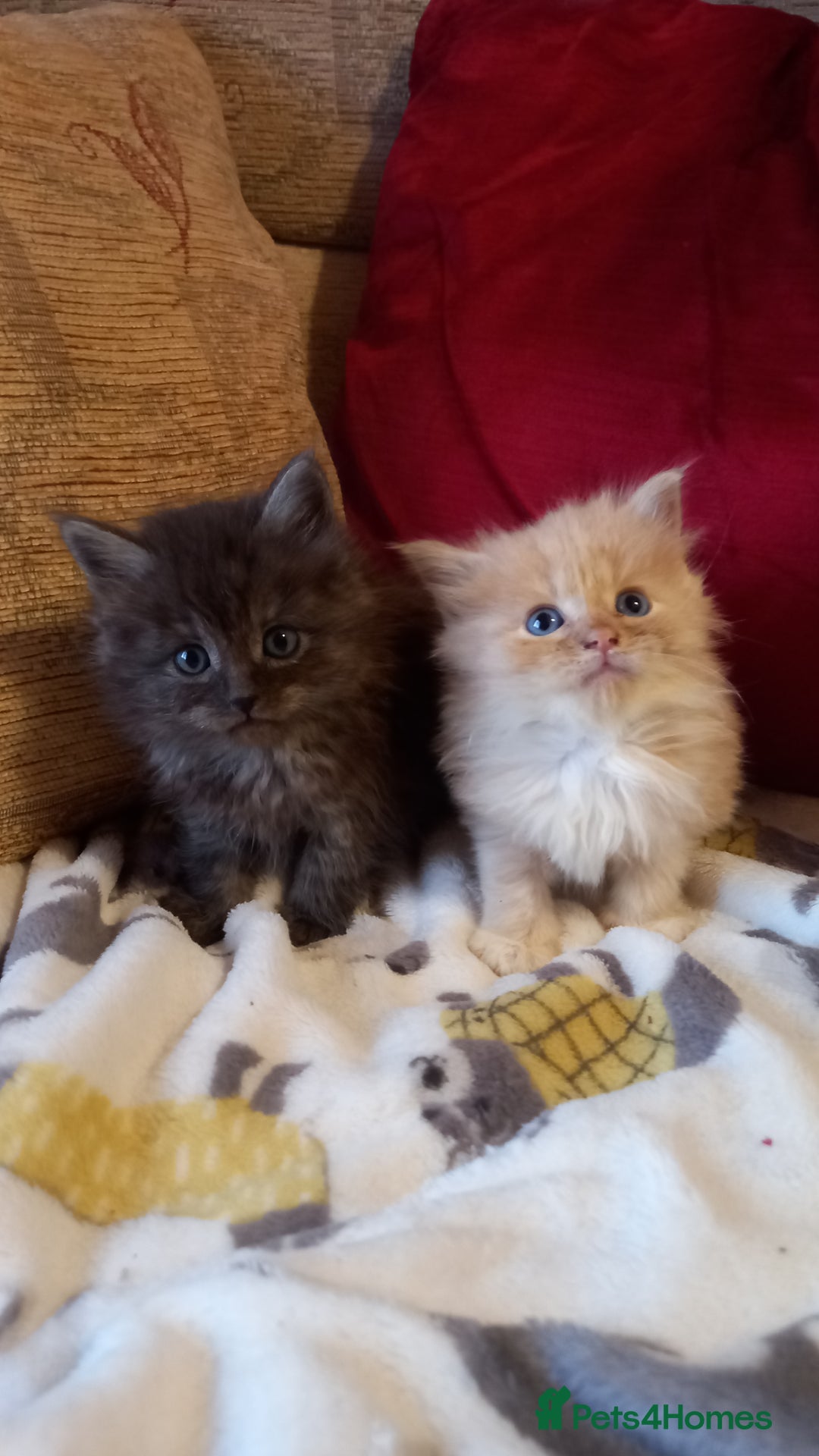 Maine Coon cats for sale: Maine coon x short haired kittens  - Advert 3