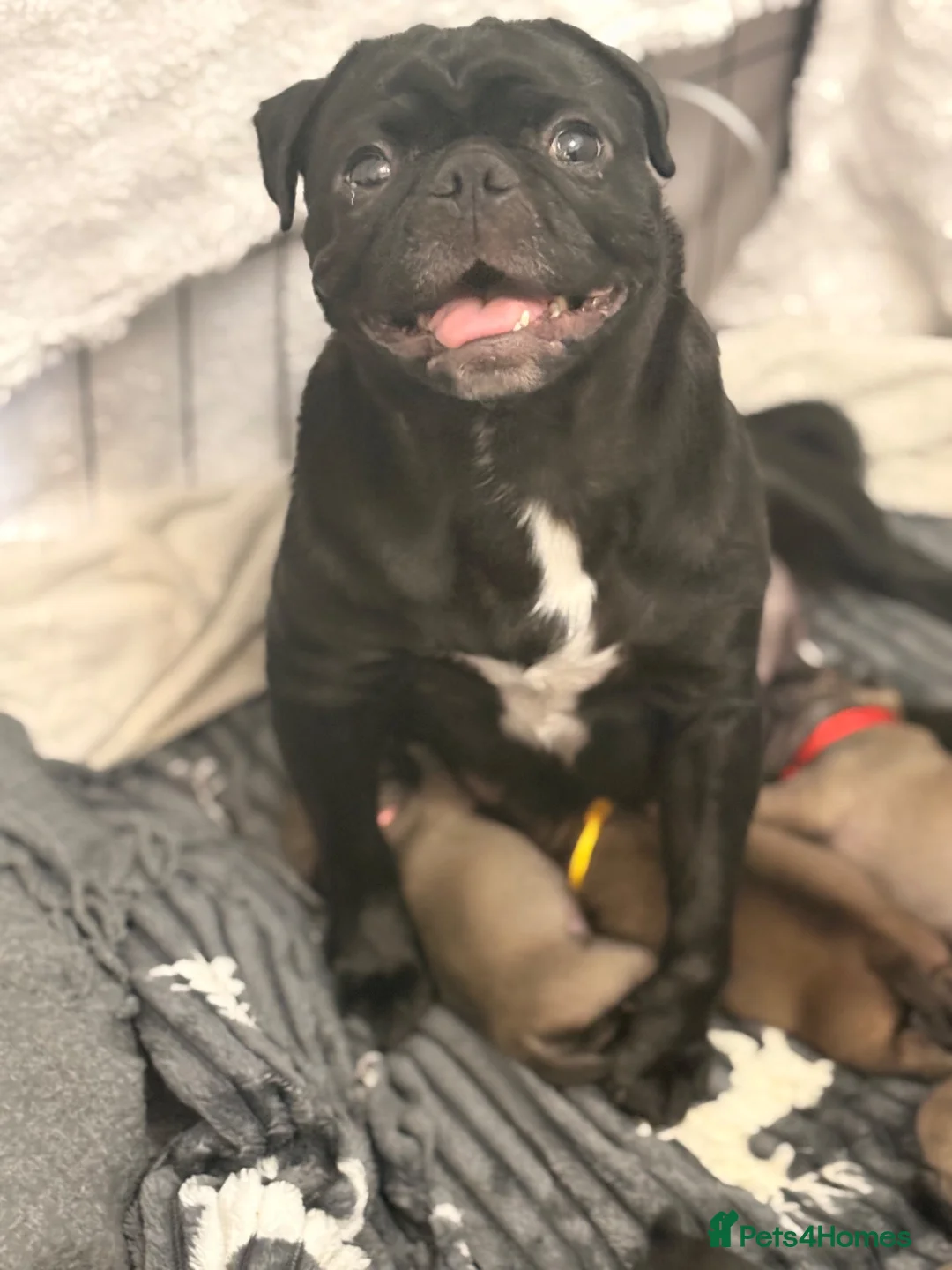 Pug dogs for sale: Pug puppies  - Advert 1
