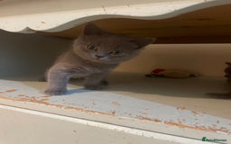 Russian Blue cats for sale: Gorgeous Russian blue/British Shorthair kittens - Advert 12