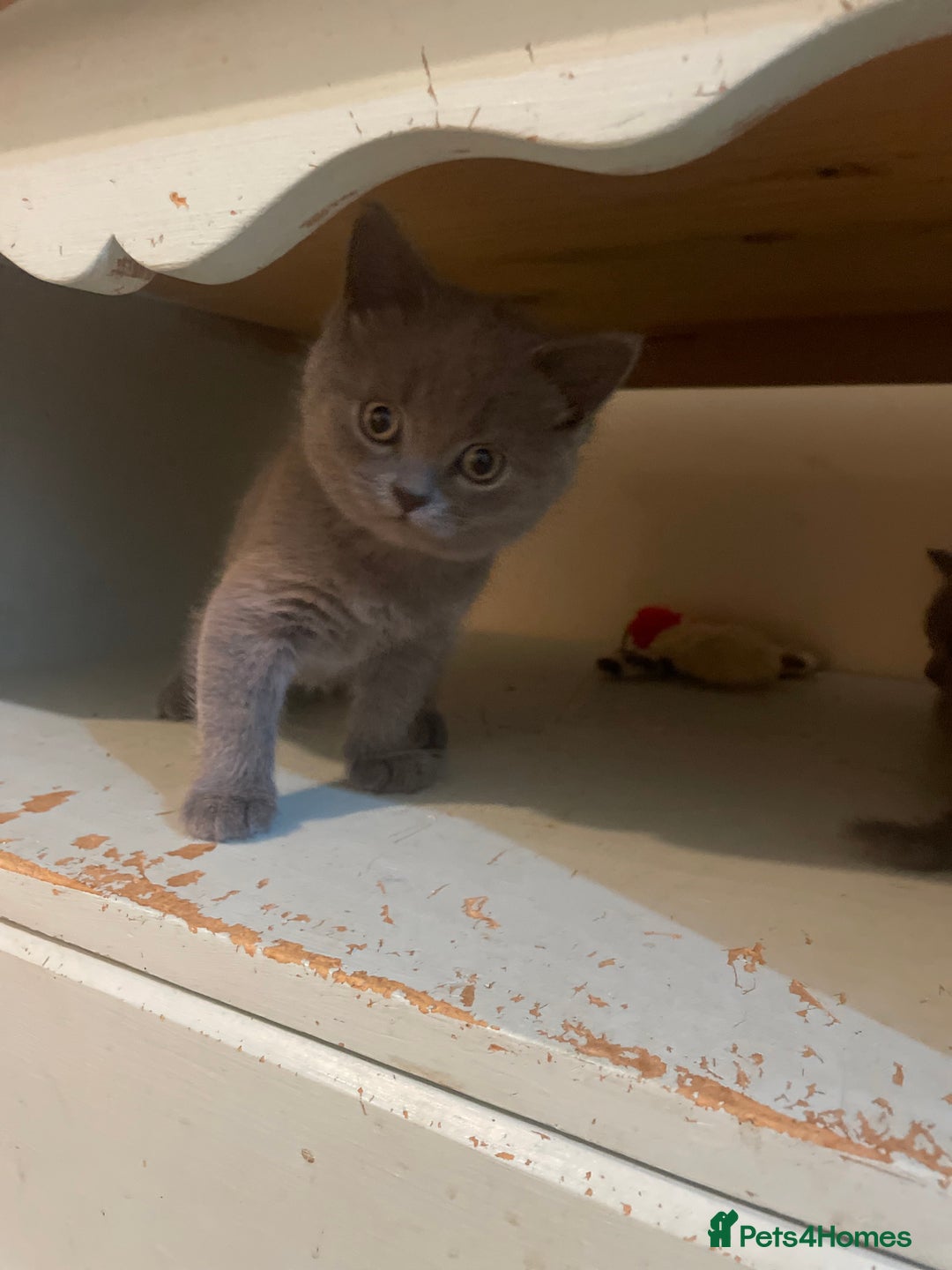 Russian Blue cats for sale: Gorgeous Russian blue/British Shorthair kittens - Advert 12