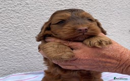 Cockapoo dogs for sale: Beautiful Little Toy Cockapoo - Image 5