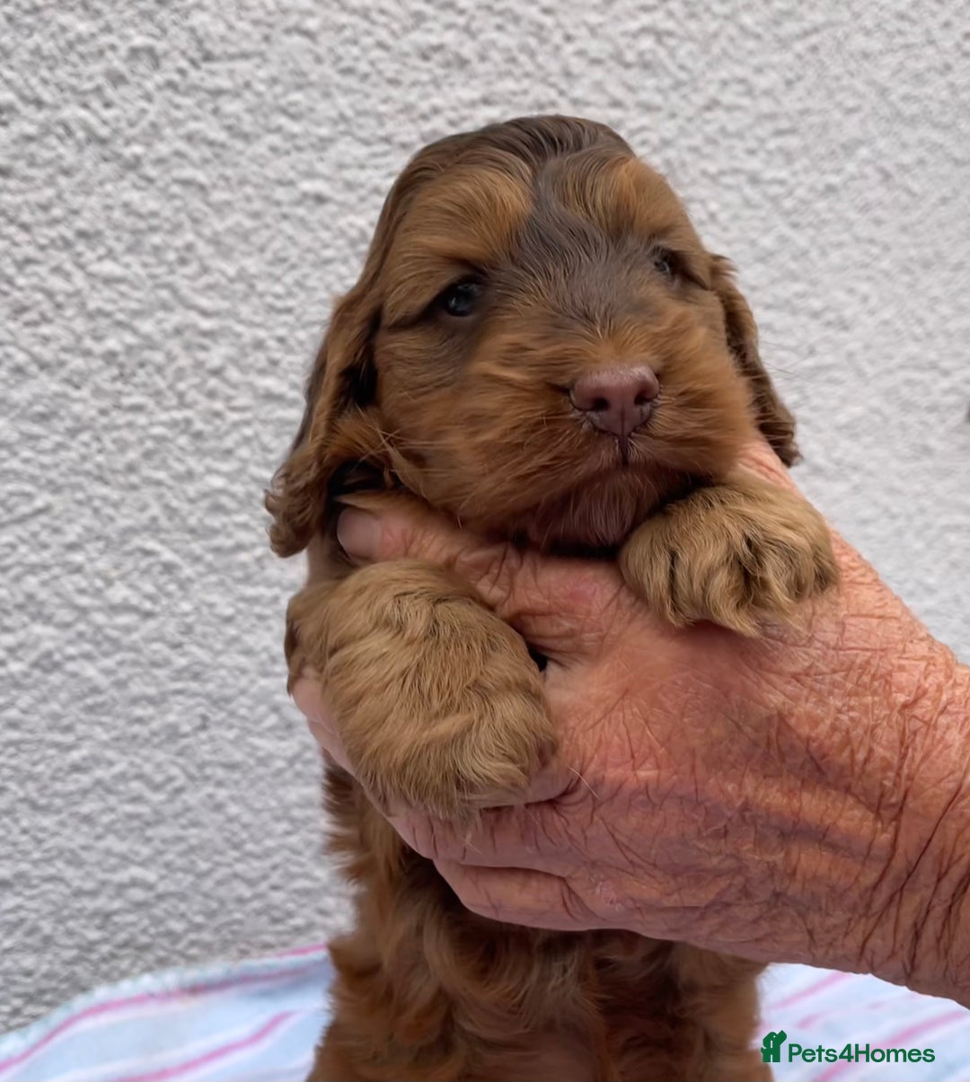 Cockapoo dogs for sale: Beautiful Little Toy Cockapoo - Image 5