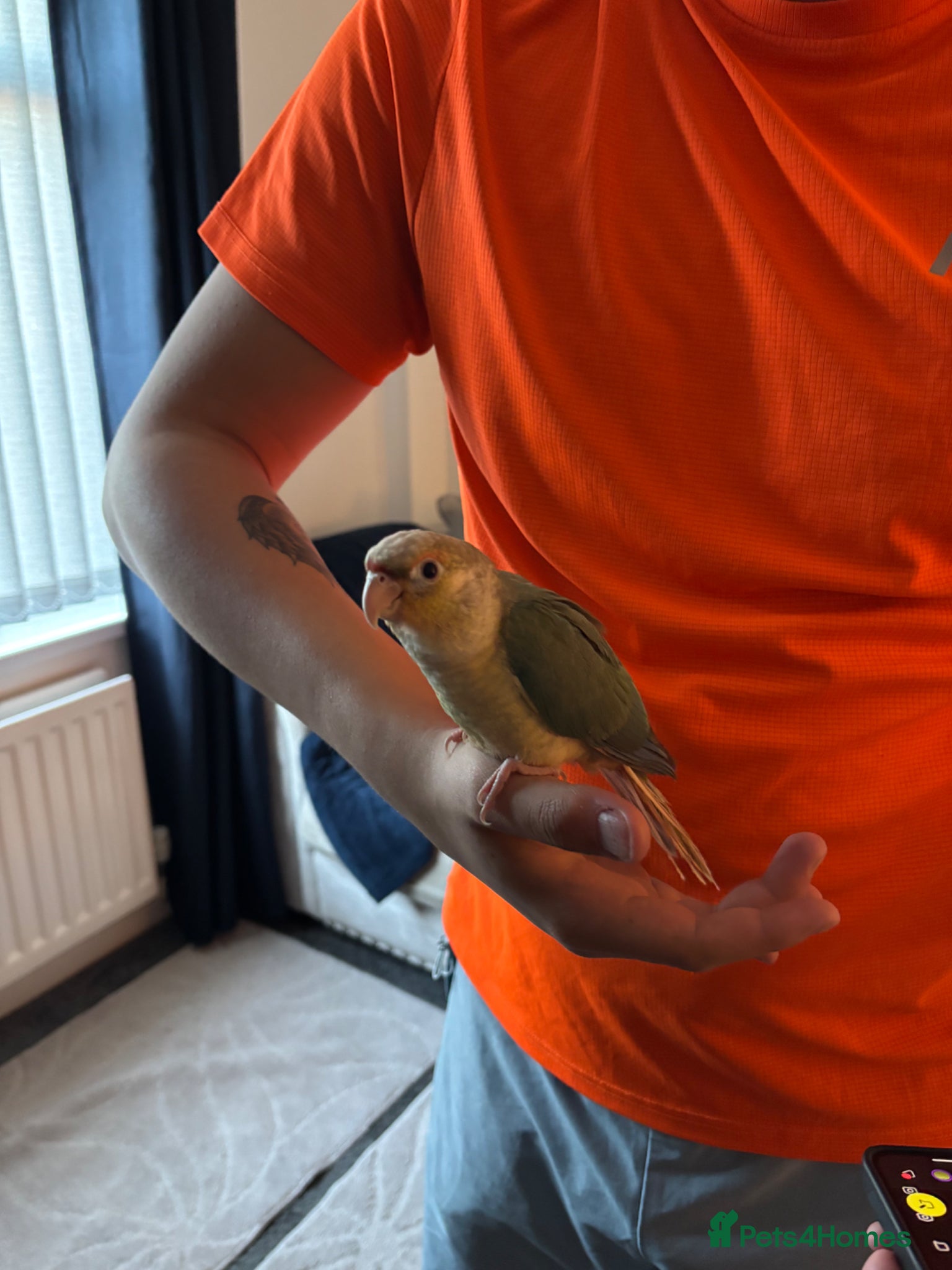Conures birds Green cheek conure - Advert 3