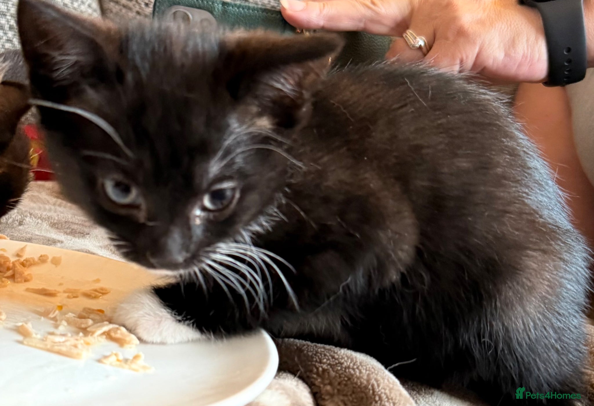 Mixed Breed cats for sale: 1 x boy, 2 x girl - Advert 5