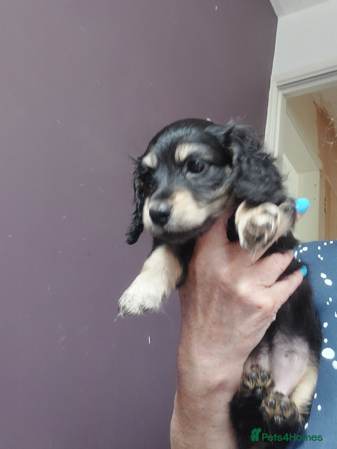 Miniature Dachshund dogs for sale: READY NOW BLACK & CREAM KC REG MINI L HAIRED DAXIS - Image 26