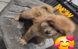 Chow Chow dogs for sale: 5 beautiful chow chow puppies  - Image 17
