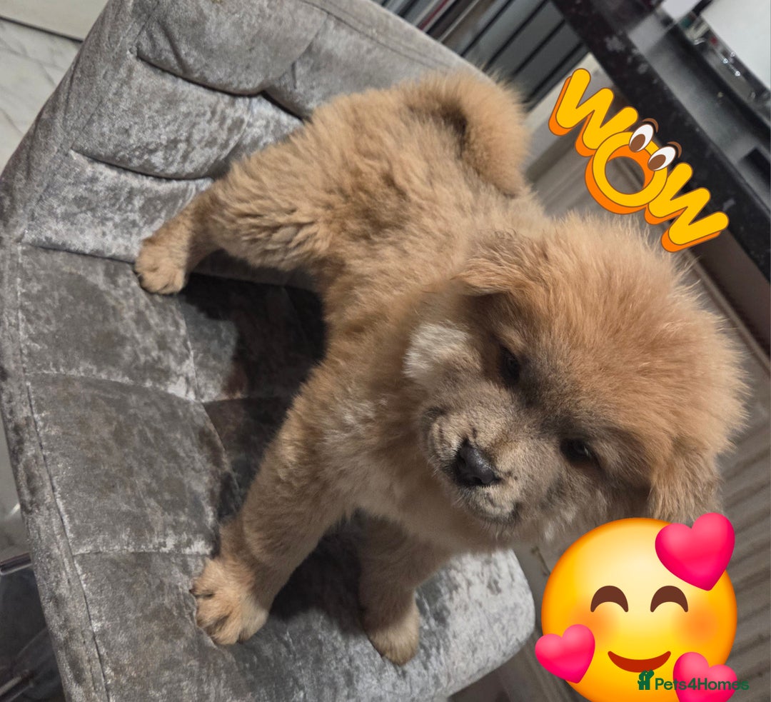 Chow Chow dogs for sale: 5 beautiful chow chow puppies  - Image 17