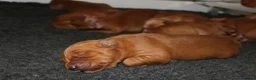 Golden Retriever dogs for sale: Dark Red KC Reg Working Golden Retriever Puppies - Advert 6