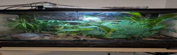 Gecko reptiles for sale: Mourning geckos  - Advert 1