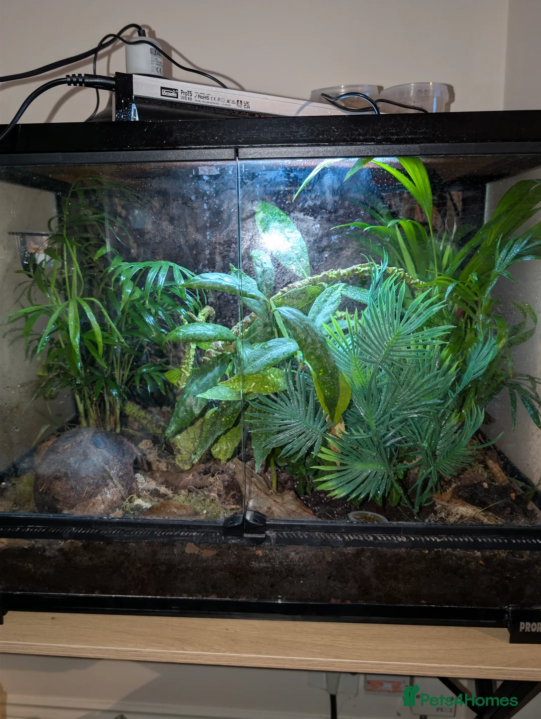 Gecko reptiles for sale: Mourning geckos  - Advert 1