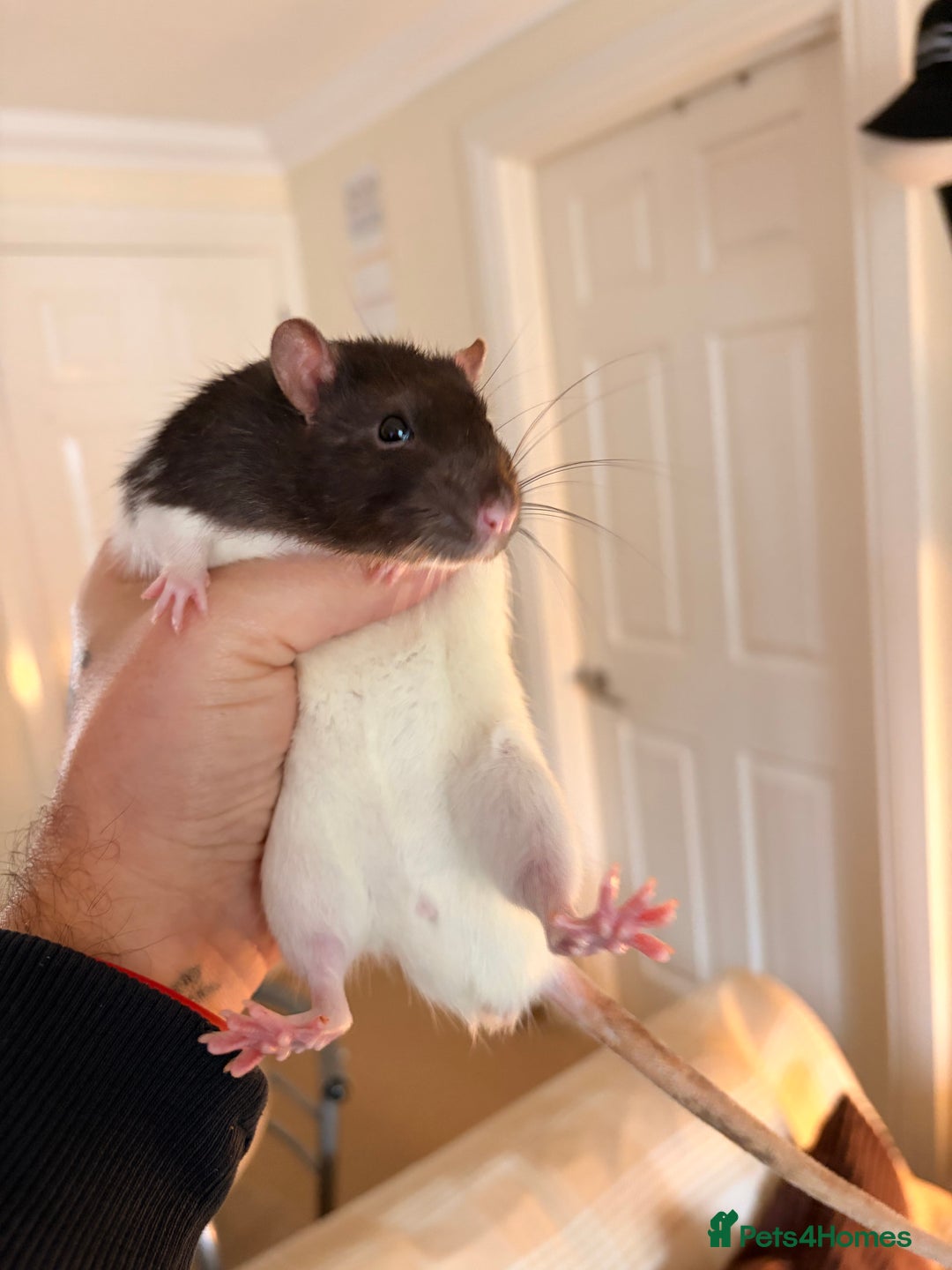 Rat rodents for sale: 2 male rats 5 months old - Advert 2