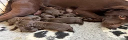 Labrador Retriever dogs for sale: Waiting list Chocolate Labradors - Advert 3