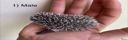 Pygmy Hedgehog rodents for sale: Male hoglets for sale! - Advert 10