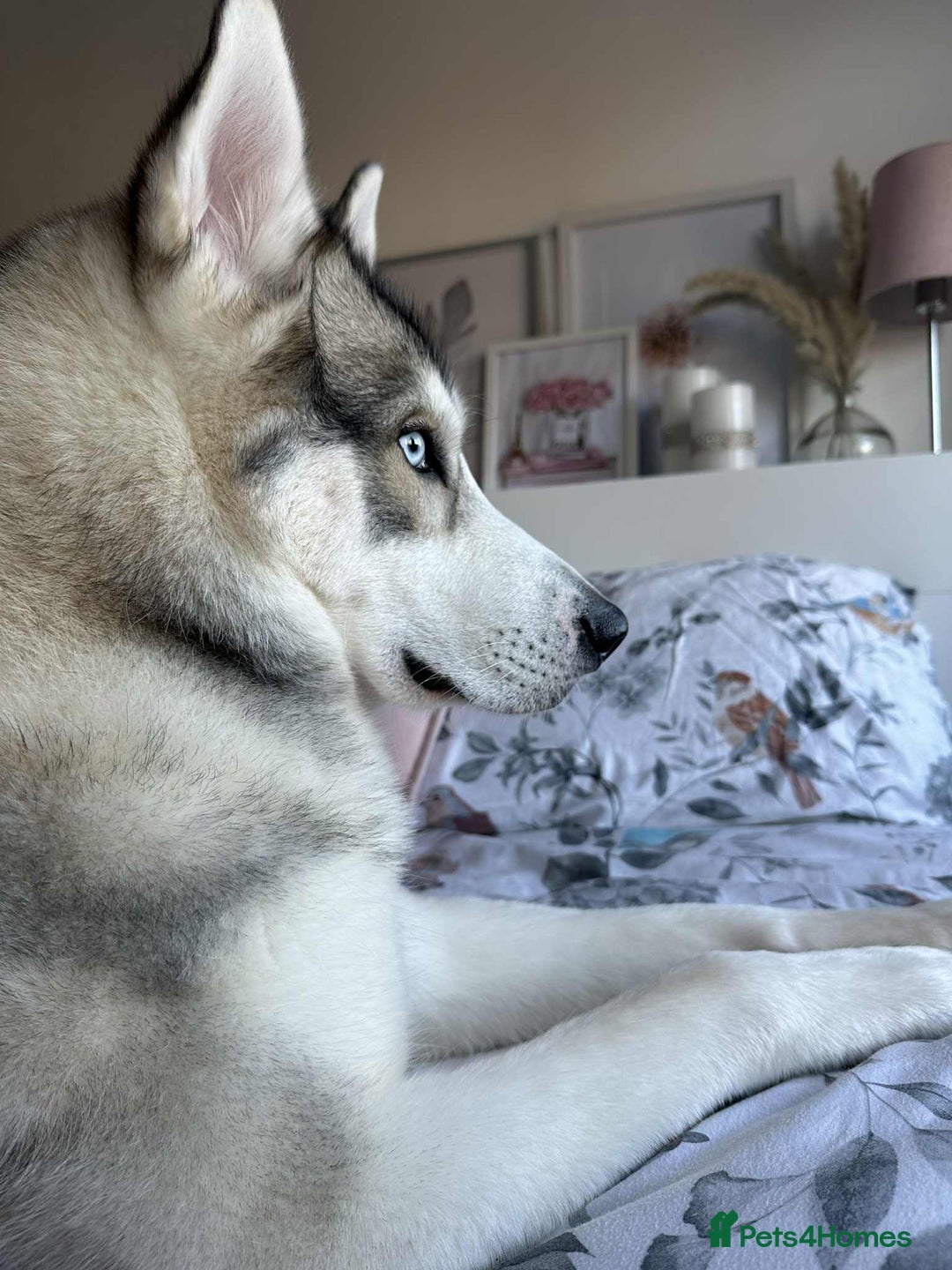 Siberian Husky dogs for sale: Lucky needs new home  - Image 2