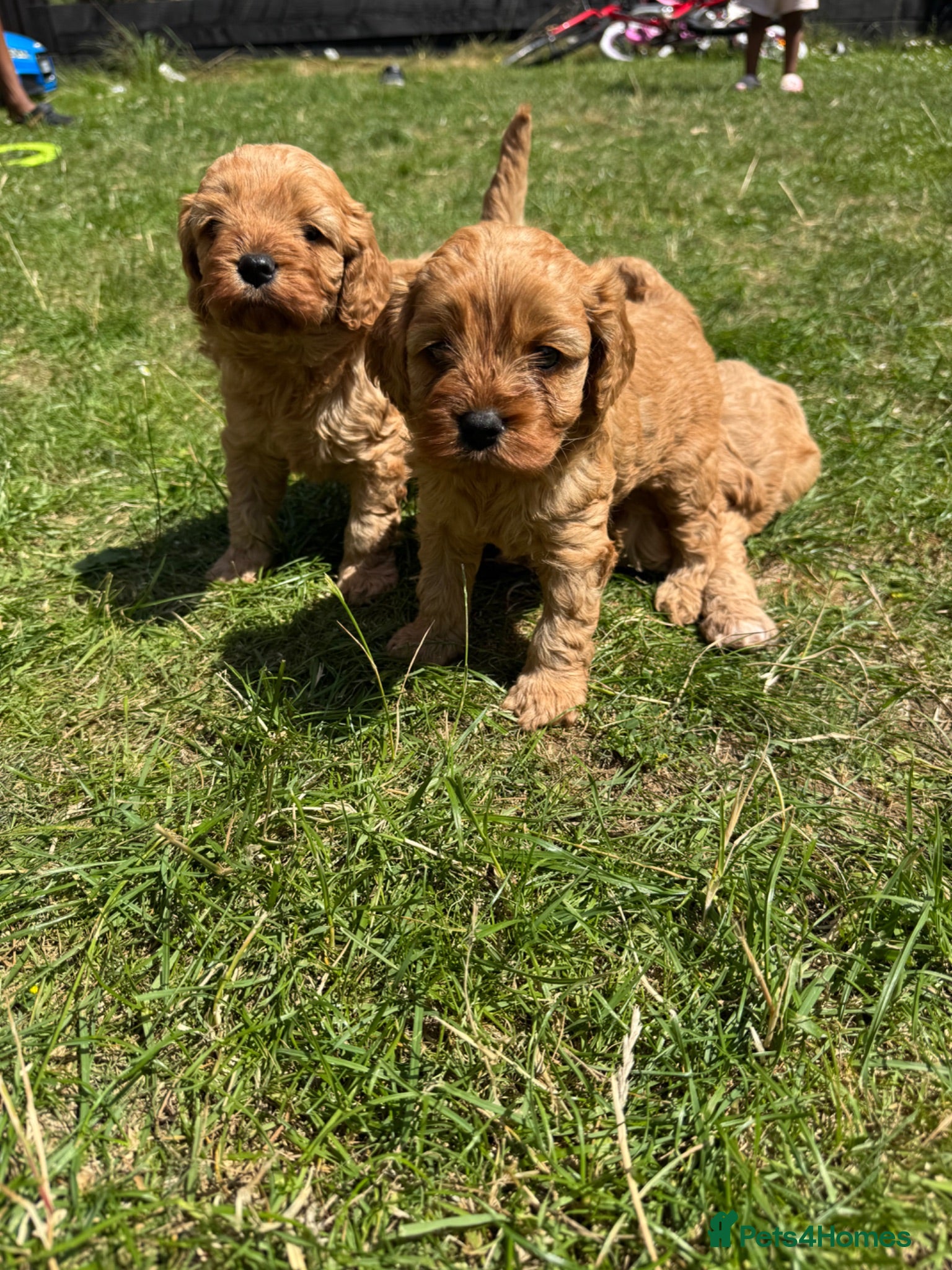 Cavapoo dogs Beautiful Red Cavapoo Puppies Available - Advert 1