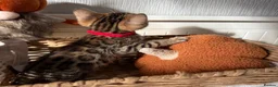 Bengal cats for sale: 🐆Exceptional Pedigree Bengal Kittens 🐆 - Advert 38