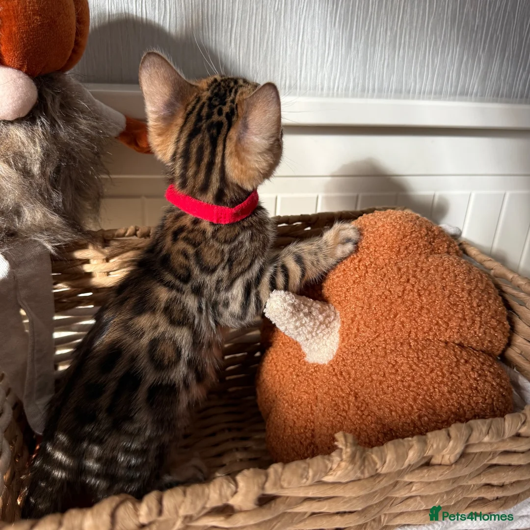Bengal cats for sale: 🐆Exceptional Pedigree Bengal Kittens 🐆 - Advert 38