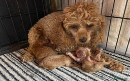 Toy Poodle dogs for sale: 🐶❤️ KC Registered Red Toy Poodle Puppies ❤️🐶 - Image 16