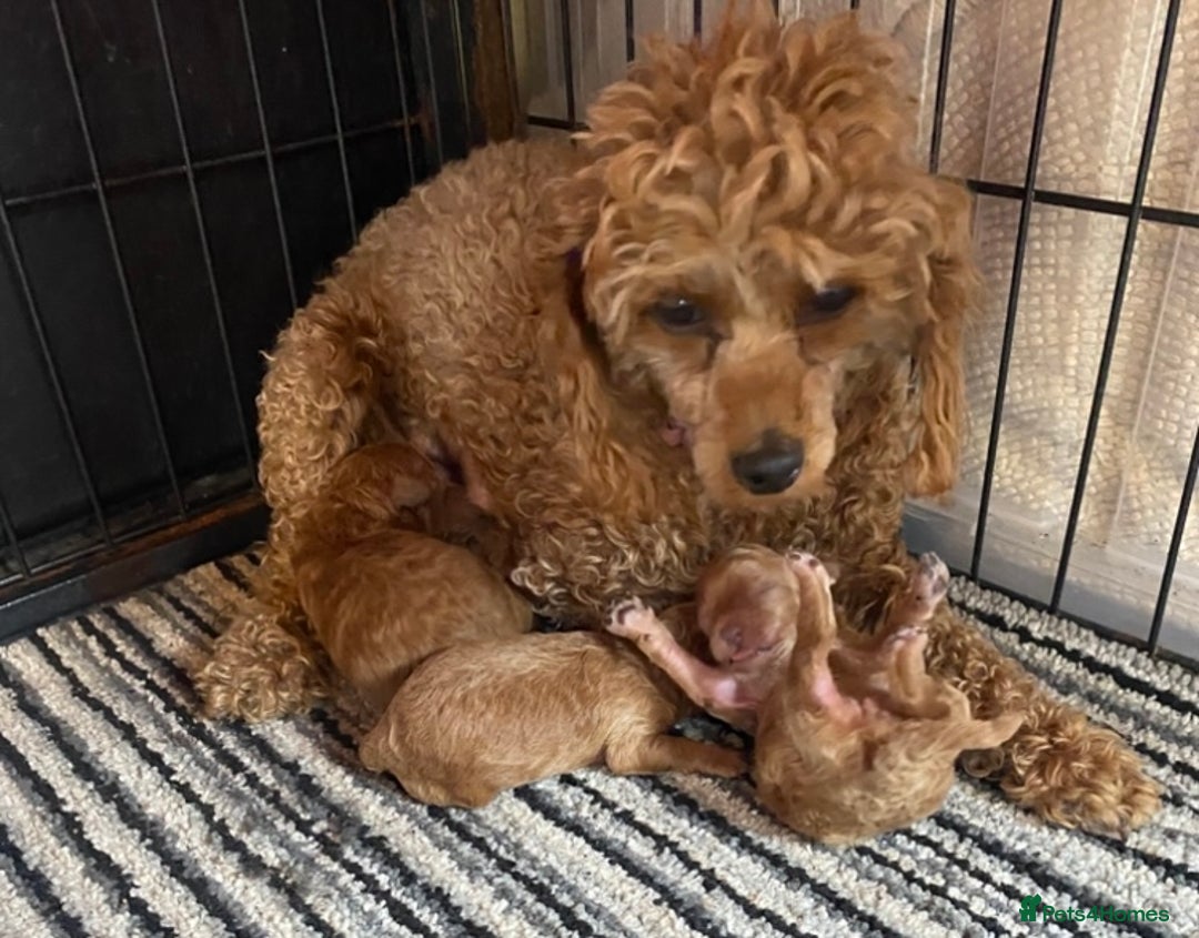 Toy Poodle dogs for sale: 🐶❤️ KC Registered Red Toy Poodle Puppies ❤️🐶 - Image 16