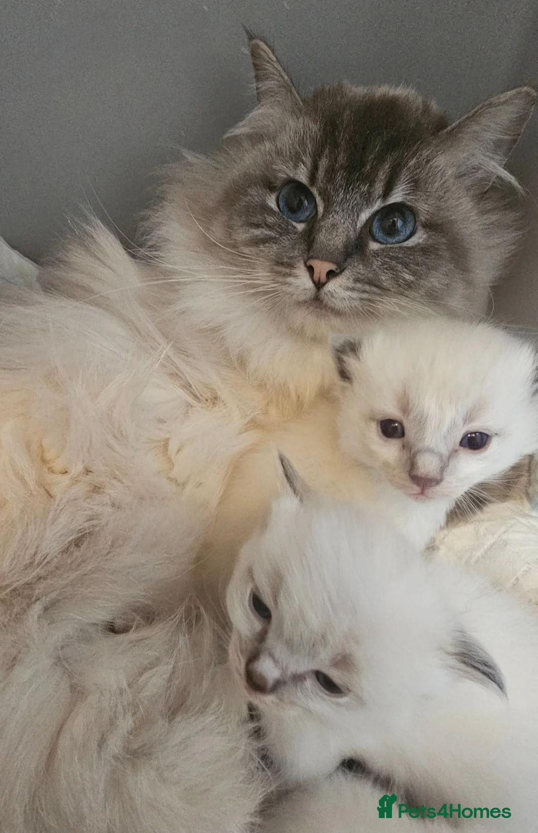 Ragdoll cats for sale: stunning  ragdoll kittens  - Advert 1