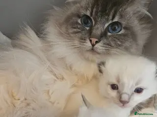 Ragdoll cats stunning ragdoll kittens - Advert 15