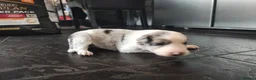 Border Collie dogs for sale: Border collie puppies - Advert 22