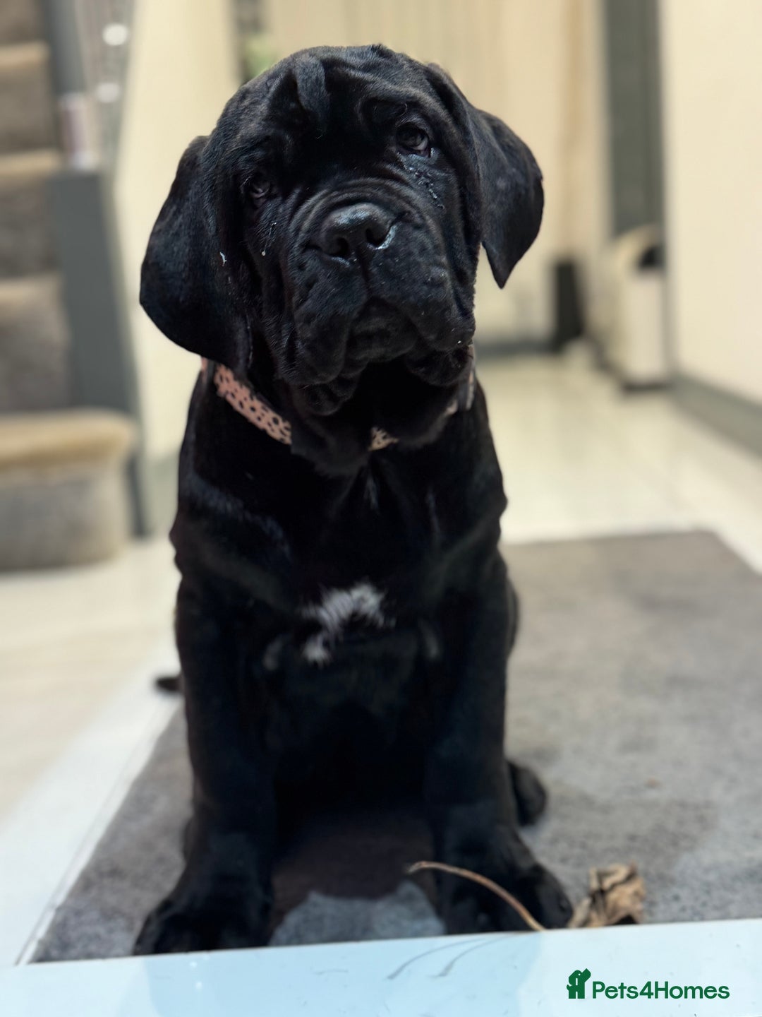 Mastiff dogs for sale: 2 Neapolitan mastiff puppies black girls  - Advert 13