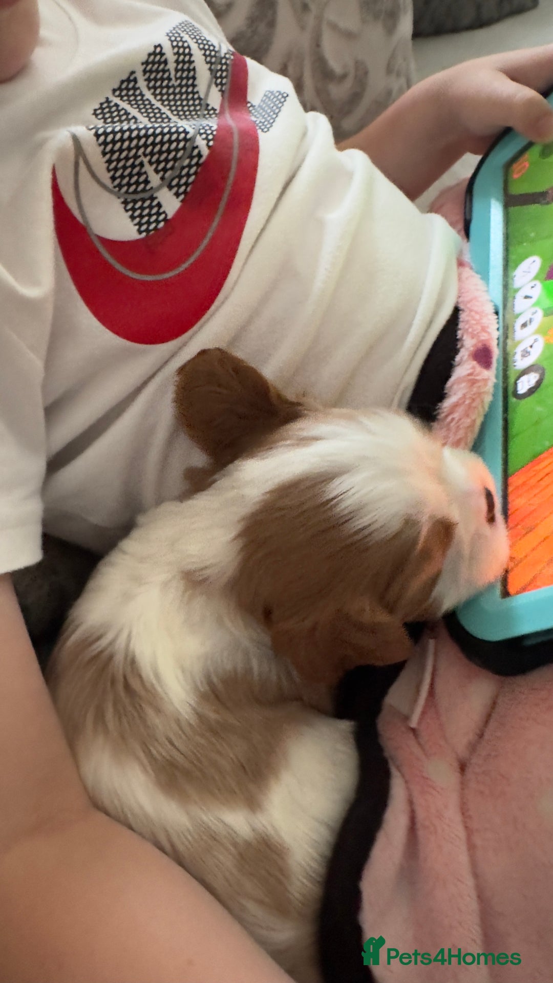 Cavalier King Charles Spaniel dogs for sale: Cavalier King Charles puppies  - Image 5