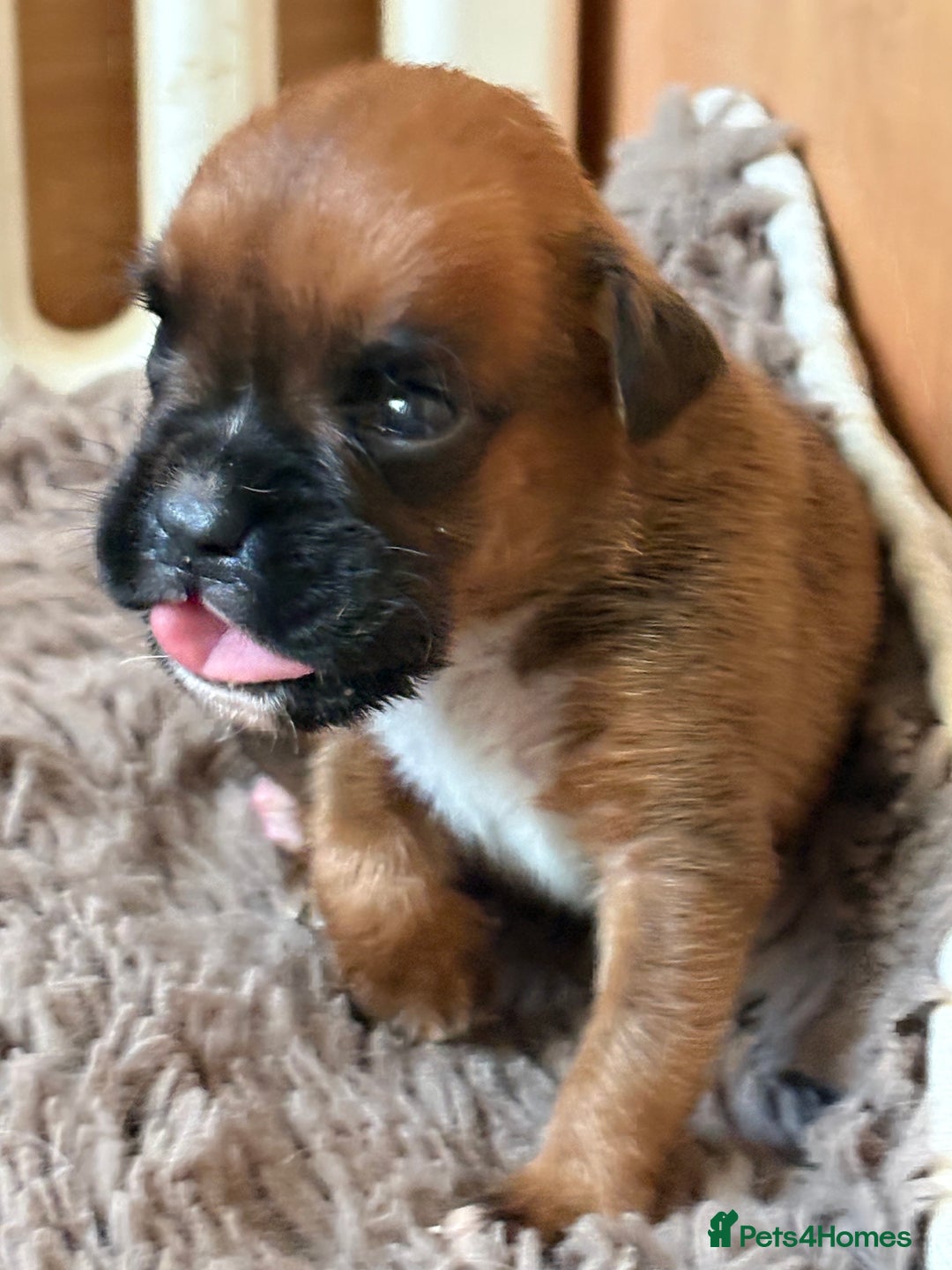 Boxer dogs for sale: KC registered boxer puppies  - Advert 18