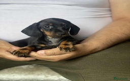 Miniature Dachshund dogs for sale: Miniature Dachshund Puppies - Image 6