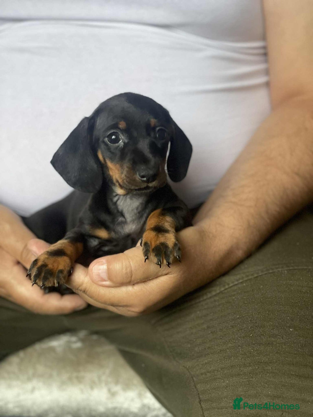 Miniature Dachshund dogs for sale: Miniature Dachshund Puppies - Image 6