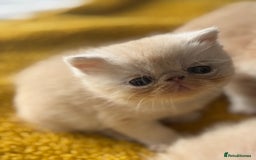Exotic cats for sale: Superb GCCF Exotic kittens Health Tested parents - Image 9