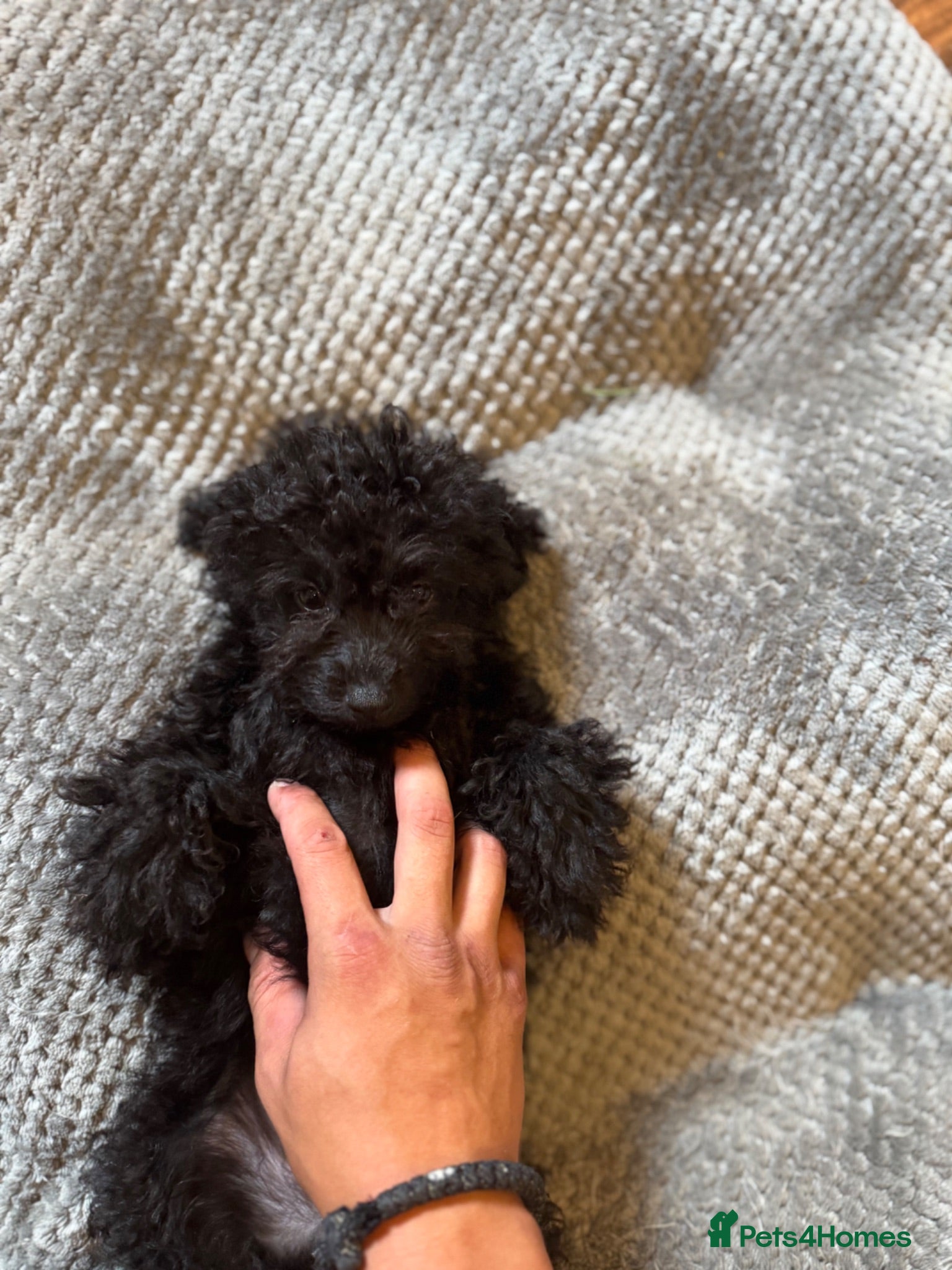 Toy Poodle dogs Last Asian Toy Poodle Boy – Ready Now 🖤 - Advert 1