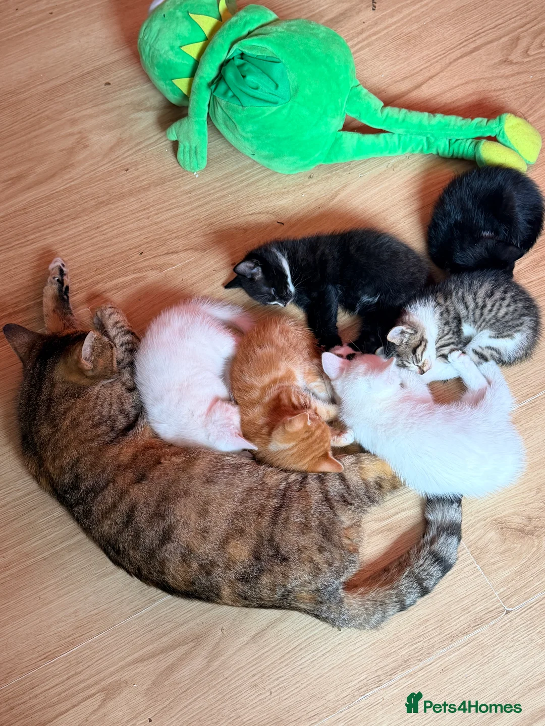 British Shorthair cats for sale: Beautiful Kittens 🐱  in Birmingham - Advert 2